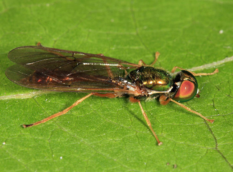 Sargus fasciatus