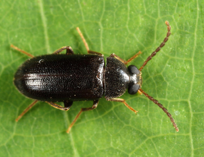 Mycetochara sp.