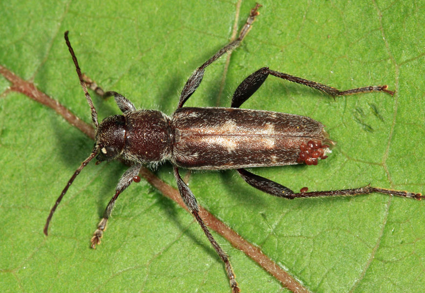 Arrowhead Borer - Xylotrechus sagittatus