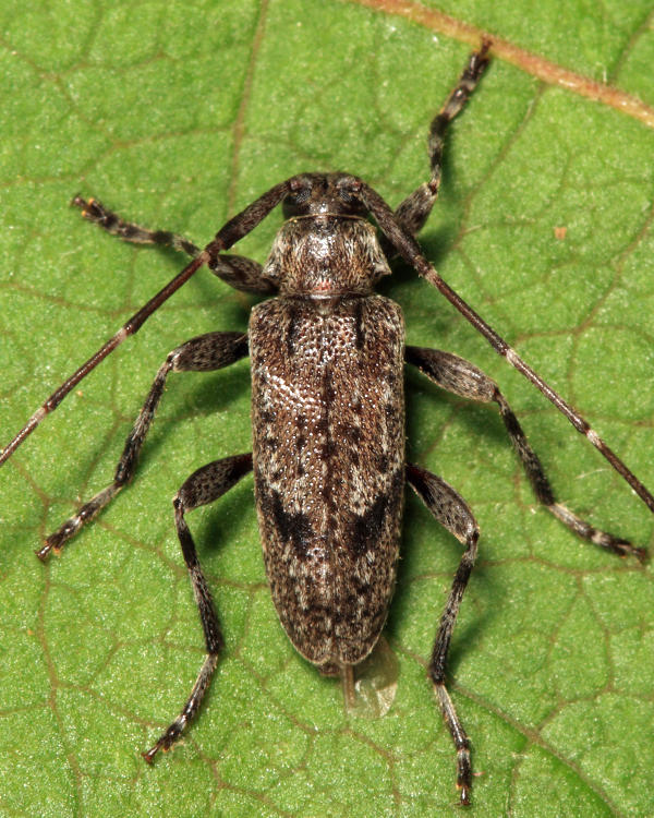 Eutrichillus biguttatus 