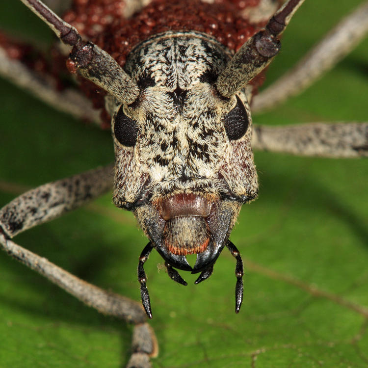 Northeastern Pine Sawyer - Monochamus notatus