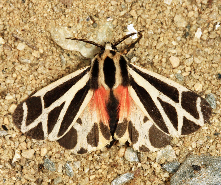 8169 - Harnessed Tiger Moth - Apantesis phalerata