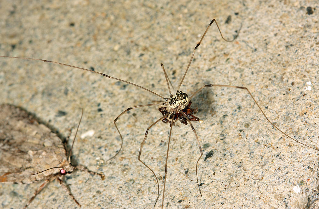 Leiobunum vittatum (feeding on a dead spider)