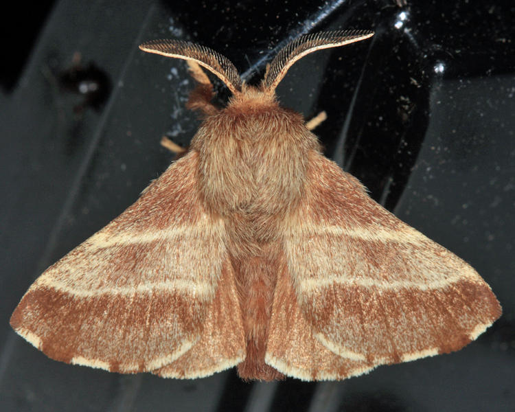 7701 - Eastern Tent Caterpillar Moth - Malacosoma americanum