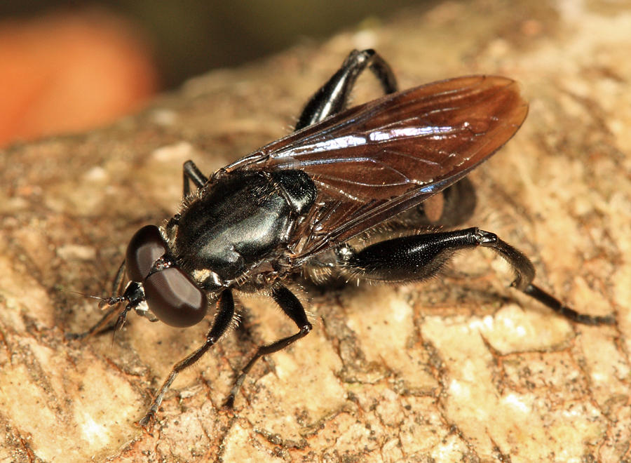 Chalcosyrphus sp.