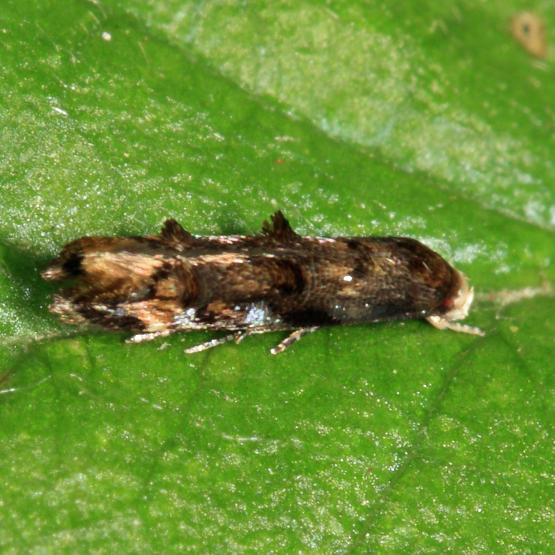 1445 - Mompha luciferella