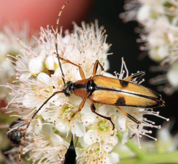 Etorofus subhamatus (female)
