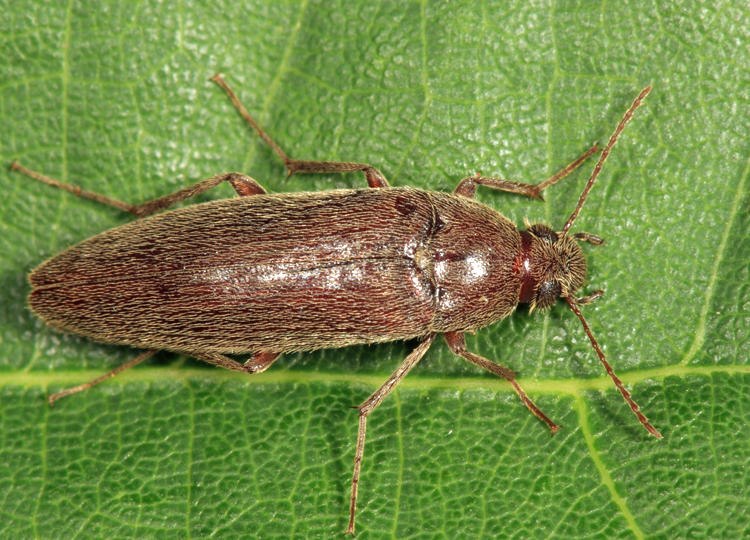 Synchroa punctata