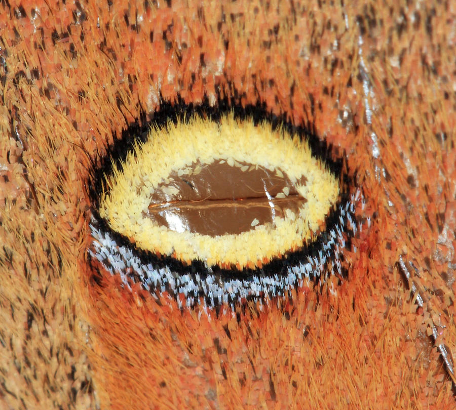 7757 - Polyphemus Moth - Antheraea polyphemus (eye spot)
