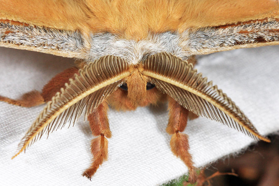 7757 - Polyphemus Moth - Antheraea polyphemus