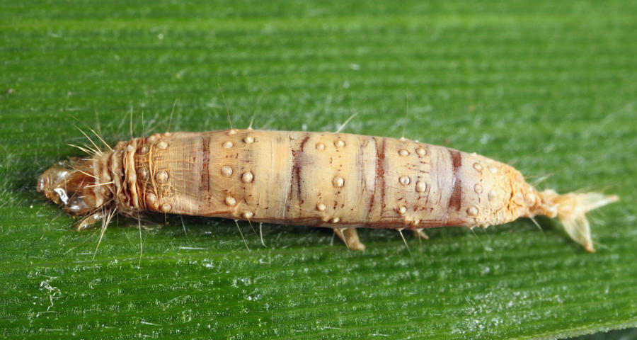 Aleiodes sp. (cocoon)