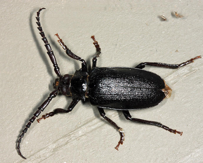 Broad-necked Root Borer - Prionus laticollis