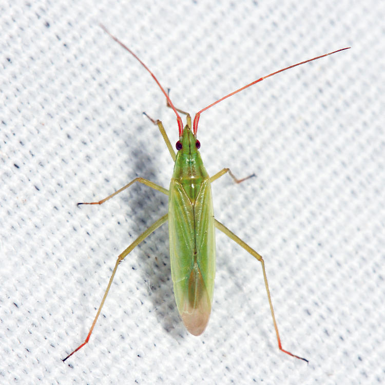 Rice Leaf Bug - Trigonotylus caelestialium