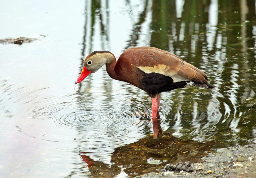 Black-bellied Whistling-Duck - Dendrocygna autumnalis