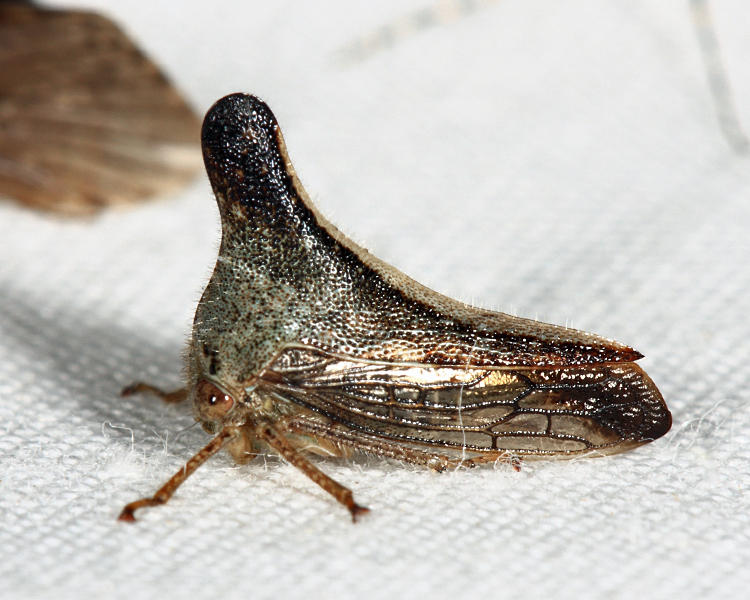 Glossonotus turriculatus