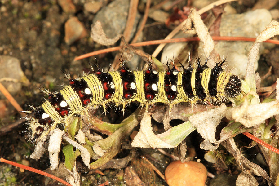 American Lady - Vanessa virginiensis