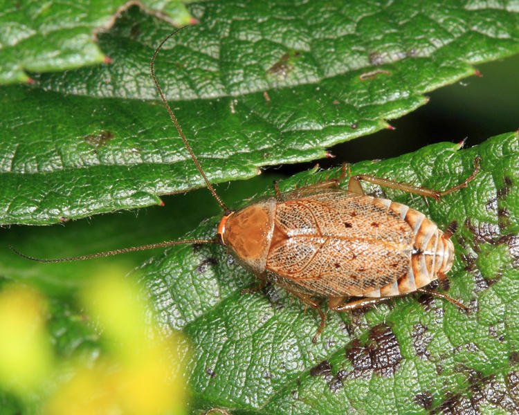 Dusky Cockroach - Ectobius lapponicus