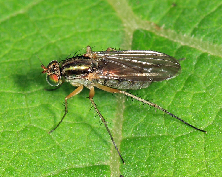 Dolichopus cuprinus group