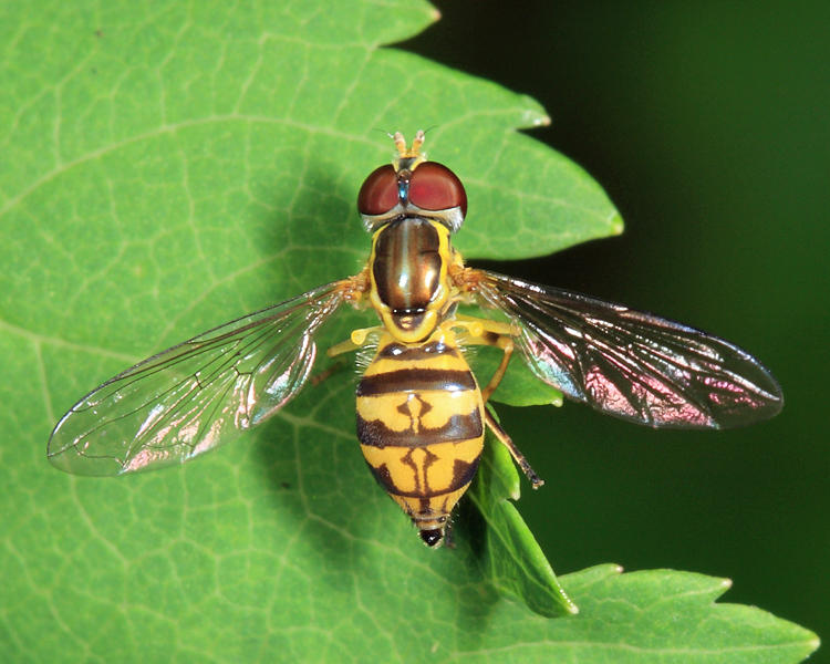Toxomerus geminatus