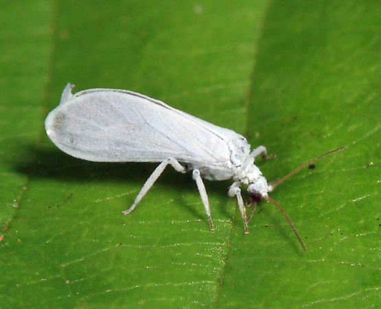 Dustywing - Coniopterygidae