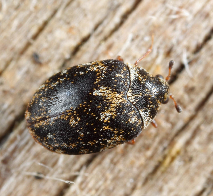 Museum Beetle - Anthrenus museorum