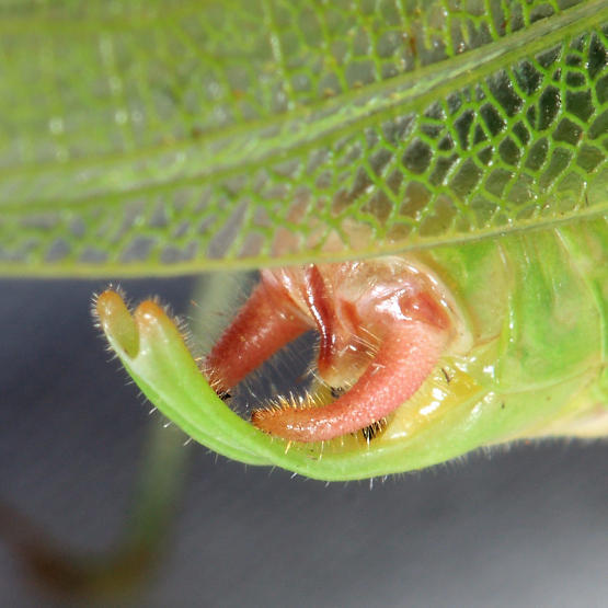 Northern Bush Katydid - Scudderia septentrionalis (male)