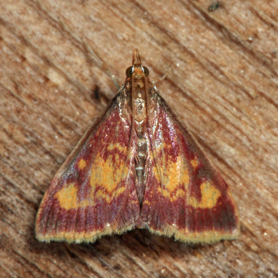 5071 - Mint-loving Pyrausta - Pyrausta acrionalis