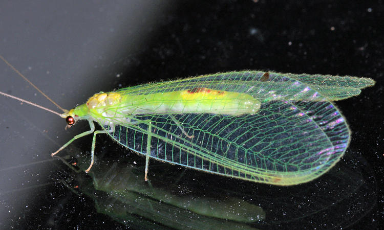 Leucochrysa insularis