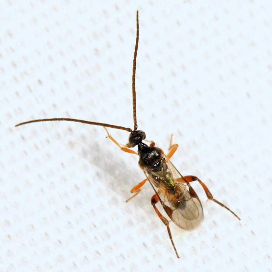 Microgastrinae