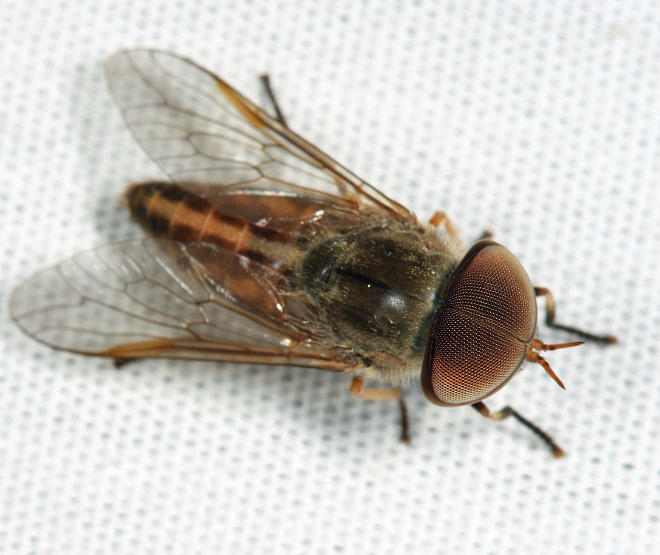 Striped Horse Fly - Tabanus lineola
