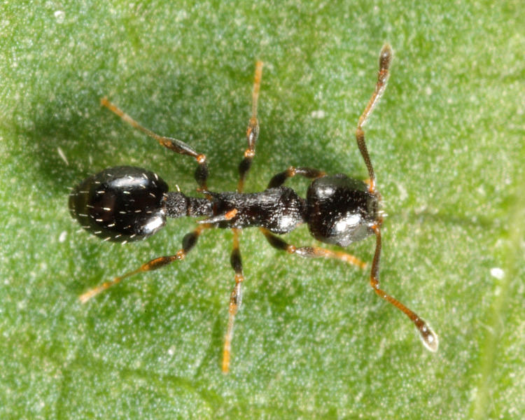 Acorn Ant - Temnothorax longispinosus