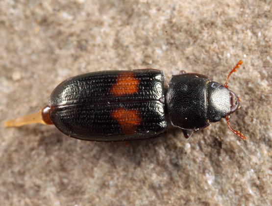 Tenebroides bimaculatus