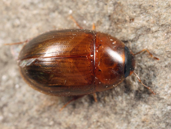 Enochrus sp.