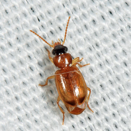 Perigona nigriceps