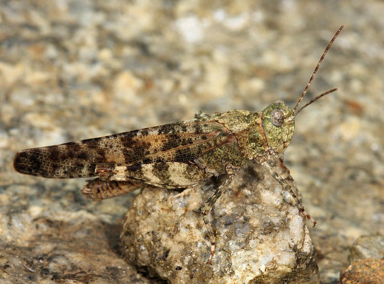 Crackling Forest Grasshopper - Trimerotropis verruculata 