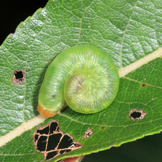 Tenthredininae