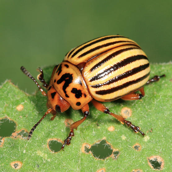 Colorado Potato Beetle - Leptinotarsa decemlineata