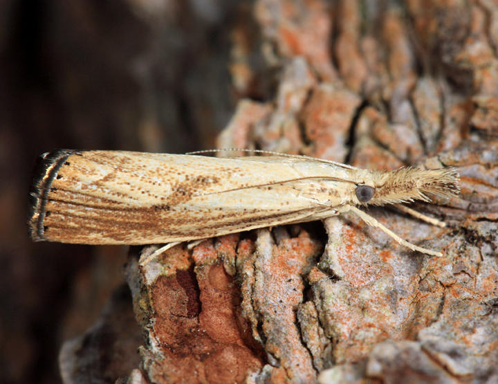 5399 - Lesser Vagabond Sod Webworm - Agriphila ruricolella