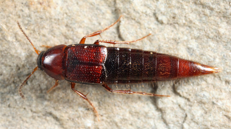 Bryoporus rufescens