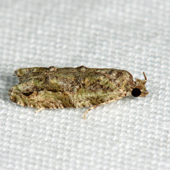 3230 - Maple Twig Borer - Proteoteras aesculana