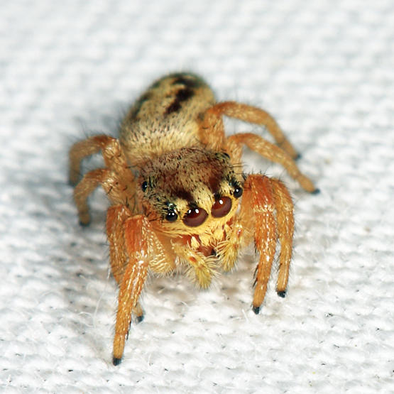 Phidippus sp. (immature)