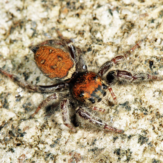 Phidippus whitmani