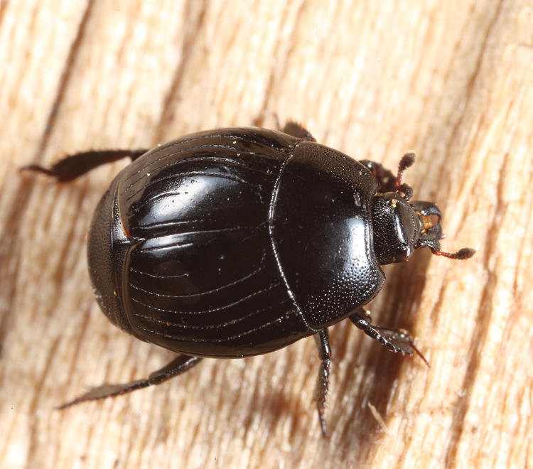 Margarinotus cognatus