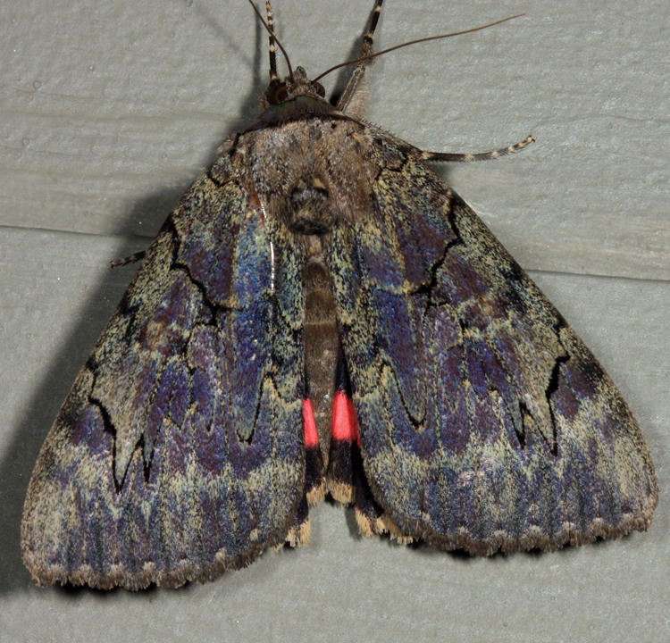 8832 - Darling Underwing - Catocala cara