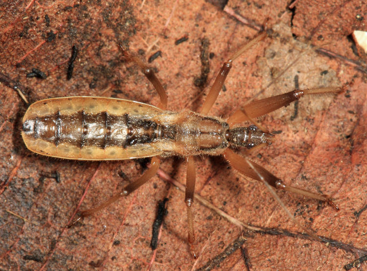 Fitchia aptera