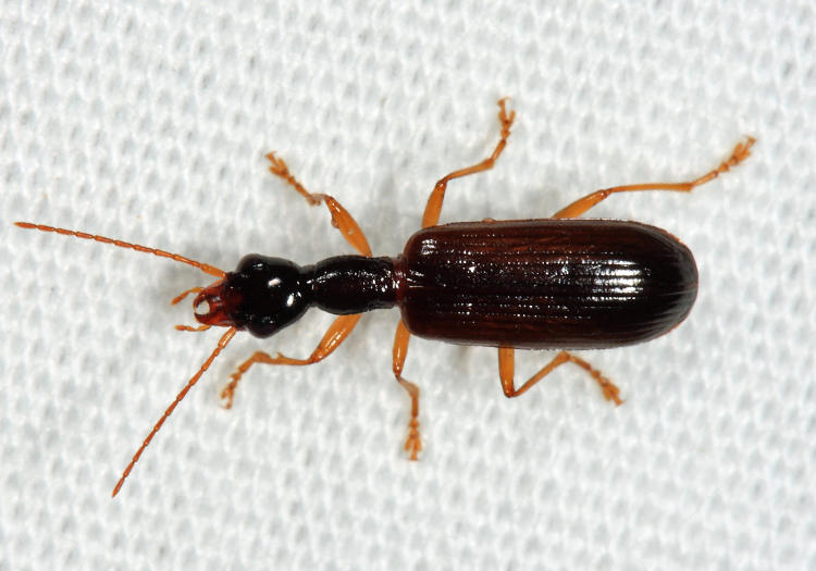 Leptotrachelus dorsalis