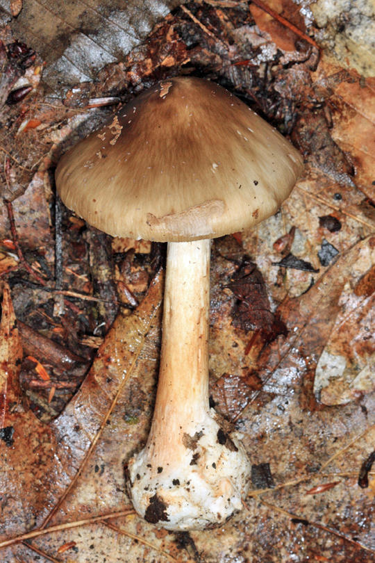 Amanita brunnescens