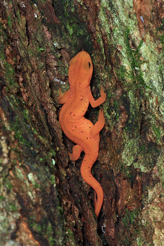 Red Eft - Notophthalmus viridescens