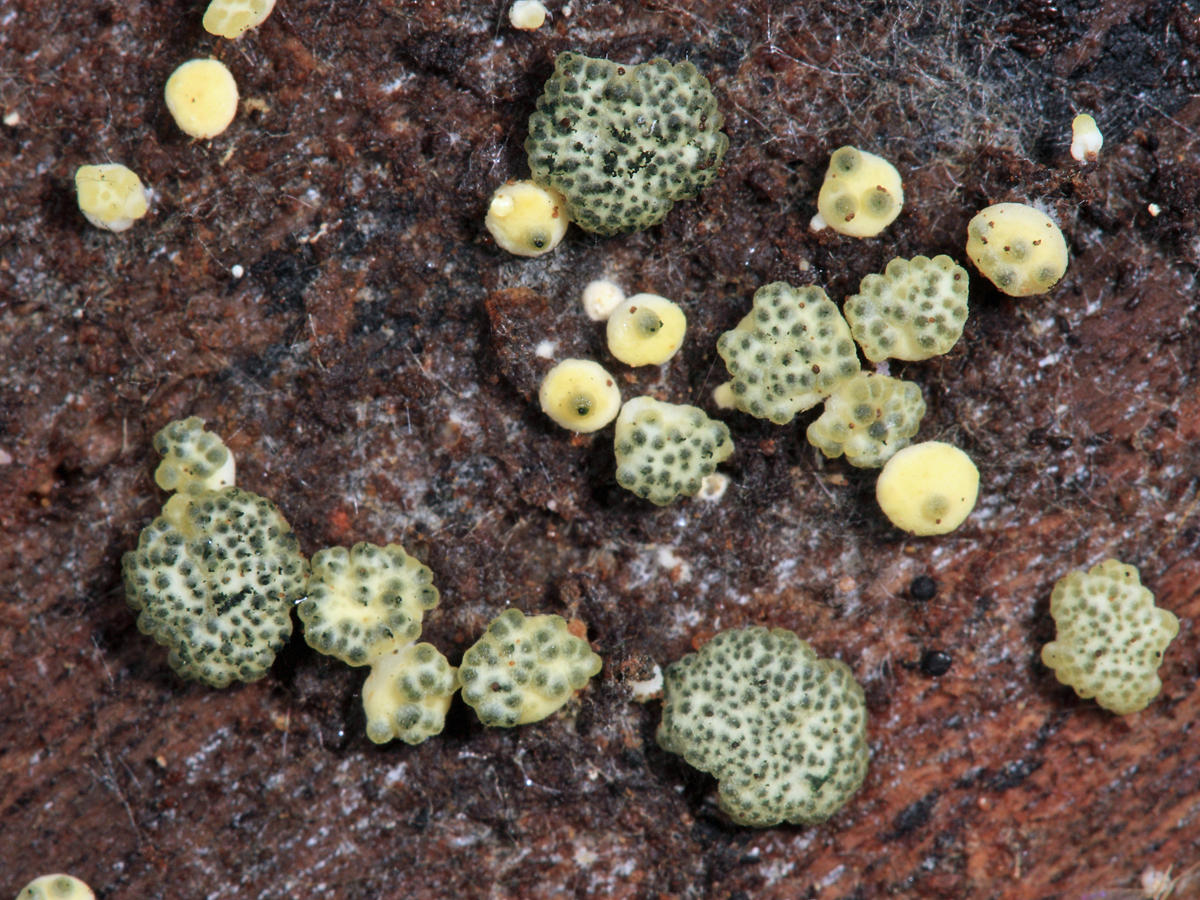 Trichoderma sp.