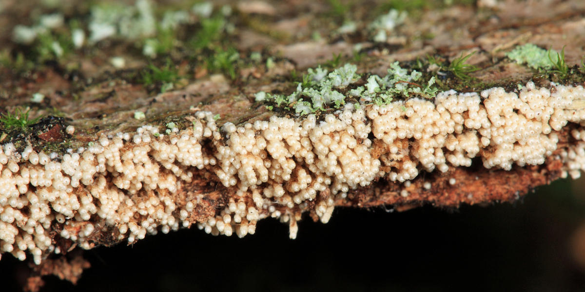 Henningsomyces candidus